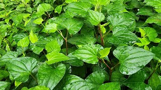 Exploring the Health Benefits of Houttuynia Cordata Natures Wellness Wonder [upl. by Nogas560]