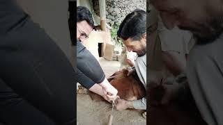 Castration of Calf through Burdizzo Castrator [upl. by Zebadiah]