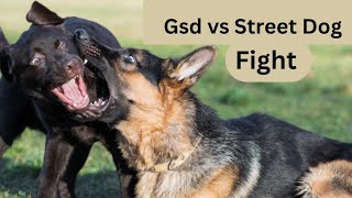 Dog Fight Street Dog Vs German Shepherd Fight 🤬🐶 viral dogfight gsdfight gsdvssreetdogfight [upl. by Irrem85]