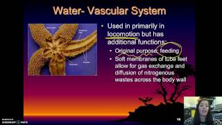 Echinodermata  Basic Characteristics [upl. by Mayer]