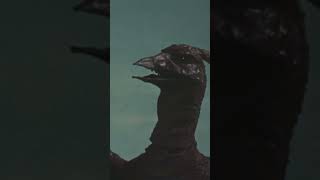 Rodan attacks shorts rodan godzilla kaiju [upl. by Levin]