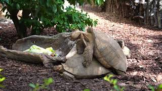 Comportamiento sexual y apareamiento de las tortugas de espolones africana en BIOPARC Valencia 🐢 [upl. by Samuella19]