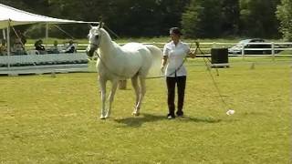 The Arabian Horse  Myth Legend and Reality [upl. by Sayers]