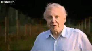 Deforestation in Madagascar  Attenborough and The Giant Egg Preview  BBC Two [upl. by Yendic]