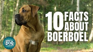 10 Facts About the Boerboel  Dogs 101  Boerboel [upl. by Mirella202]