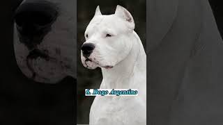 12 Most Deadliest Dog Breeds in the World 🥵🔥 shorts [upl. by Oivaf302]