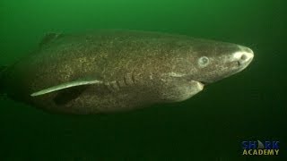 Greenland Shark [upl. by Avelin397]