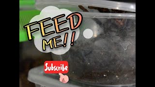 FEEDING BIGGER TARANTULAS HAPPY DANCE SPECIAL 5 [upl. by Lezned]