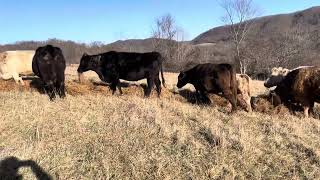 Rancher Banyon Winter Wind Down with the Cattle Herd [upl. by Sparhawk228]