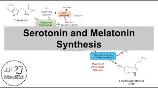 Serotonin and Melatonin Synthesis  Tryptophan Metabolism [upl. by Ellenor]