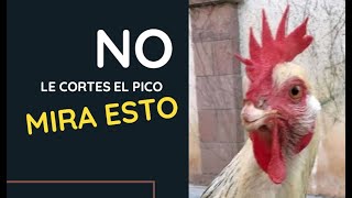 llᐈ Esto pasa si le cortas el PICO a tus gallinas [upl. by Zweig679]