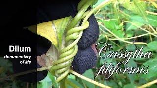 Laurel dodder Cassytha filiformis  part 1 [upl. by Sheree]