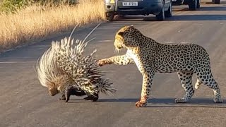 Hungry Leopard Gets Defeated By Prickly Porcupine [upl. by Jerrine161]