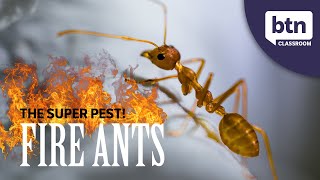 Super Pest Fire Ants  Behind the News [upl. by Navanod327]