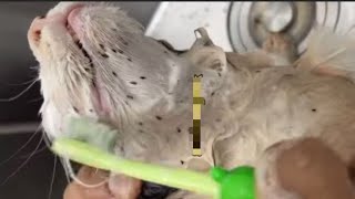 Flea Removal Techniques for Playful Kittens Under 1 Year shortsvideo kitten siblings care [upl. by Lorianna555]