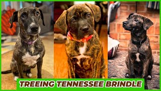 Treeing Tennessee Brindle  The Breed Youve Never Seen [upl. by Darnell]