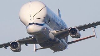 Airbus Beluga XL AEROBATICS DISPLAY  Fly Past Wing Wave amp Landing at Broughton  February 2019 [upl. by Ordnael]