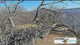 Heres a live look at the Arconic eagles nest [upl. by Costin]