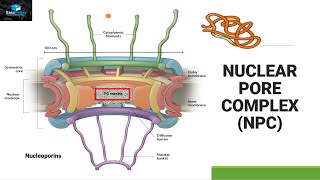 Protein Transport In Nucleus Ran GTPase Cycle [upl. by Reine]