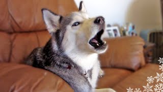 My Siberian Husky Howling Like Crazy  Make your Dog Howl [upl. by Derfla]