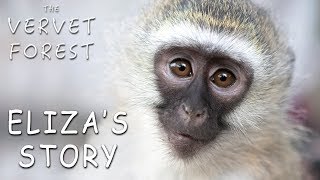 Pet Baby Monkey Joins New Monkey Family  The Vervet Forest  Eliza [upl. by Lamok]