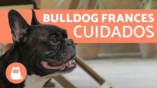 Cuidados del BULLDOG FRANCÉS [upl. by Yrrem]