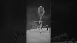 Bacteriophage Infect Bacteria Cell dadhichsir bsc neet shorts youtubeshorts [upl. by Gregoire578]