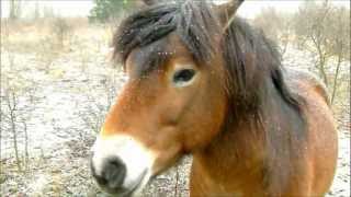 Unsere kleine Herde ExmoorPony in freier quotWildbahnquot  Nohra b Weimar mit einigen seiner Pferde [upl. by Dnomyar]