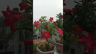 Adenium obesum single petals [upl. by Latnahs658]