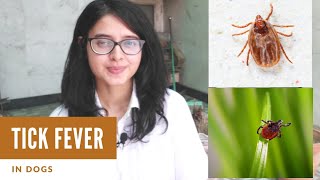 All about Tick Fever in Dogs Symptoms Diagnosis Treatment Prevention  Vet Visit [upl. by Esaele355]