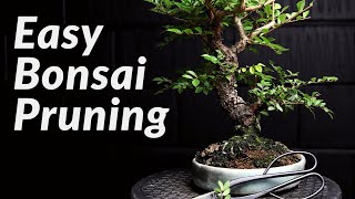 FAST amp EASY Pruning Bonsai Trees for Beginners  How to Prune a Chinese Elm Bonsai Tree [upl. by Lehman]