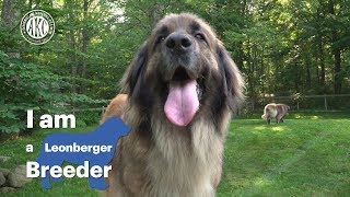 I am a Leonberger breeder  Alida Greendyk [upl. by Dysart]