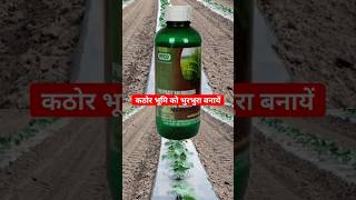 psb bacteria  phosphate solubilizing bacteria  drpunitshishodia indianfarmer agriculture [upl. by Kearney]