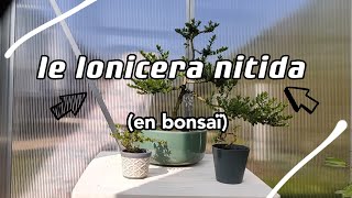 LE LONICERA NITIDA en bonsaï [upl. by Nibur]