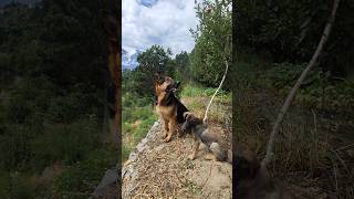 Beat friendship Jerman Shepherd or Gaddi dog dog funny shorts youtubeshorts travel kinnourfun [upl. by Orabla375]