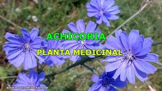 La Achicoria  Propiedades y Beneficios Medicinales [upl. by Wernsman]