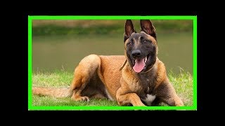 Malinois Training und Erziehung für den Schäferhund [upl. by Hadley42]