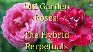 Old Garden Roses The Hybrid Perpetuals [upl. by Rennie]