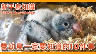 大補帖！照顧鸚鵡幼鳥一定要知道的10件事！【鸚鵡小木屋】【新手鳥知識】 [upl. by Lhamaj282]