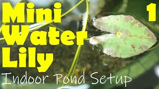 Hardy SemiMiniature Water Lily Nymphaea  Part 1 Indoor Pond Setup [upl. by Jammal997]