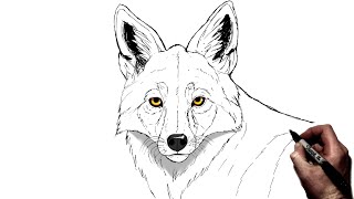 How To Draw A Coyote  Step By Step [upl. by Steck]