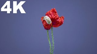 4K TimeLapse Flower Blooming  Free HD Videos  No Copyright [upl. by Anehsat]