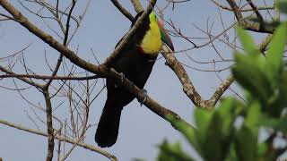 Colorful KeelBilled Toucan Call in Panama [upl. by Nyrret912]