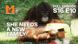 Orphan Rescue  Season 16 Episode 10  Full Episode  Monkey Life [upl. by Trimble]