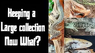 Keeping a large CollectionReptile keeping [upl. by Allayne76]