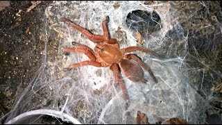 Orphnaecus philippinus quotPhilippine Tangerinequot Rehousing and Update [upl. by Yrocaj675]