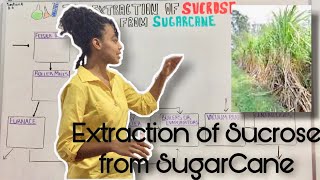 CSEC Chemistry Extracting Sucrose from Sugarcane [upl. by Einej]