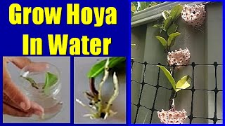 How To Propagate Hoya in Water Grow Hoya Cutting In Water Easily [upl. by Retsam962]