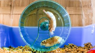 Russian Hamster Vs Hamster Wheel  Pets Wild At Heart  BBC Earth [upl. by Kcirtapnhoj241]