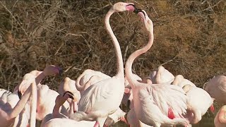 La magnifique parade nuptiale des flamants roses en Camargue [upl. by Baun]